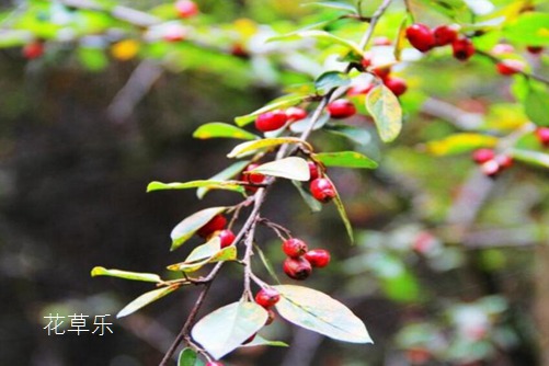拳王动漫国产毛片av一区二区三区，热血沸腾的格斗传奇，一触即发的巅峰对决！