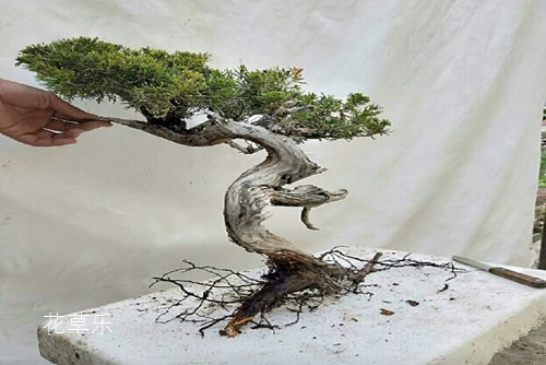 动漫小羊精品一区二区三人妻视频，羊毛下的奇妙世界与不朽的童年记忆