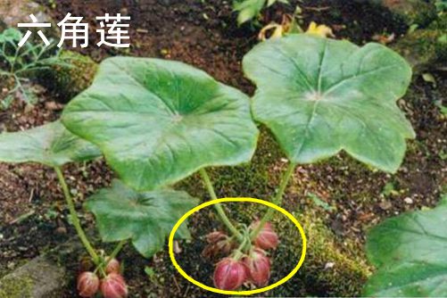 动漫查询国产毛片av一区二区三区，解锁二次元世界的神秘代码